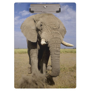 Carpeta De Pinza Kenia: Parque Nacional Amboseli, elefante macho