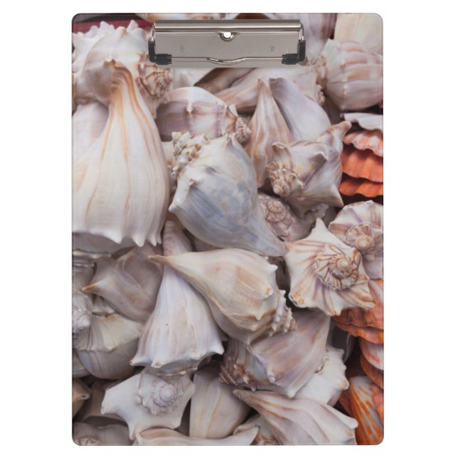 Carpeta De Pinza Key West, conchas marinas (Anverso)