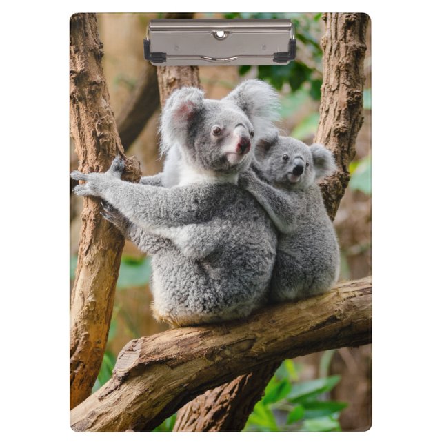 Carpeta De Pinza Koala con un bebé en un árbol en Australia (Anverso)