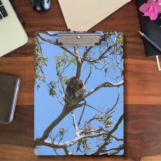 Carpeta De Pinza Koala Nap (Subido por el creador)