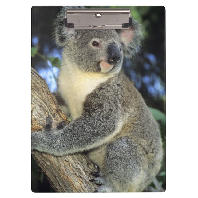 Carpeta De Pinza Koala, Phascolarctos cinereus), Australia, (Anverso)
