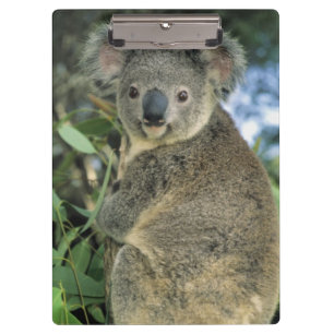 Carpeta De Pinza Koala, Phascolarctos cinereus), en peligro de exti