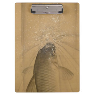 Carpeta De Pinza Koi Carp (Onishi Chinnen)