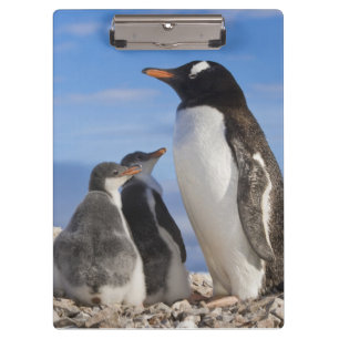 Carpeta De Pinza La Antártida, ensenada de Neko (puerto). Pingüin