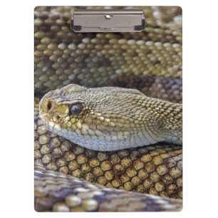Carpeta De Pinza La serpiente venenosa se acerca