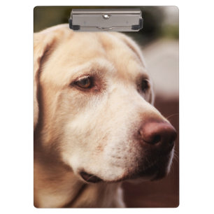 Carpeta De Pinza Labrador Retriever