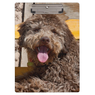 Carpeta De Pinza Lagotto Romagnolo acostado en un banco de madera