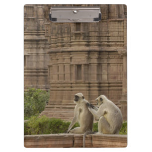 Carpeta De Pinza Langures de Hanuman o langur gris, común o de cara