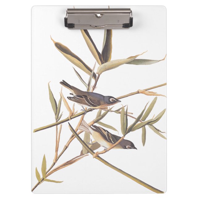 Carpeta De Pinza Las aves solitarias del Vireo Flycatcher de Audubo (Anverso)