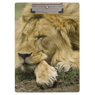 Carpeta De Pinza León africano, Panthera leo, acostado durmiendo