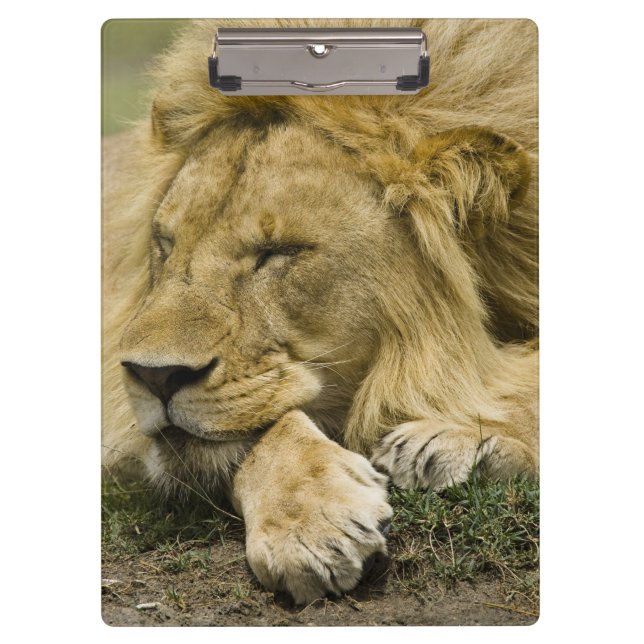 Carpeta De Pinza León africano, Panthera leo, fijación dormida (Anverso)