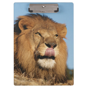 Carpeta De Pinza León africano (Panthera Leo), sabana africana