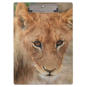 Carpeta De Pinza León Cub