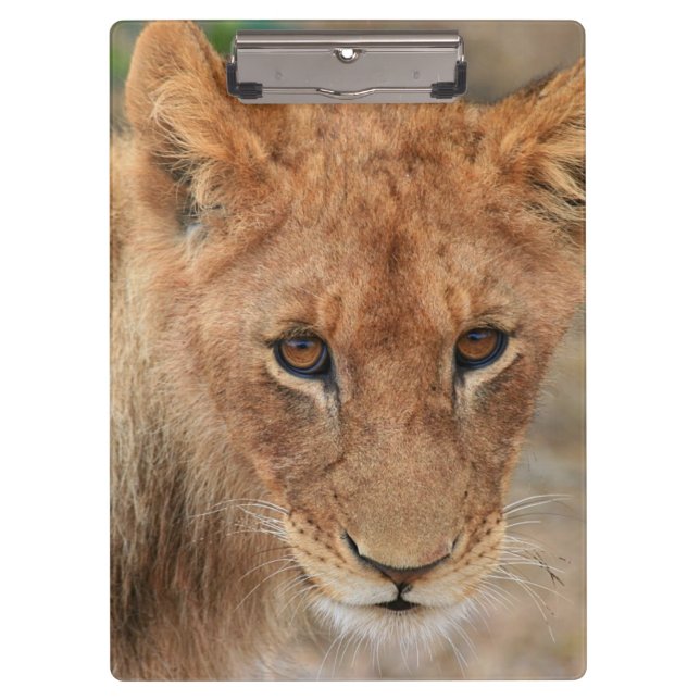 Carpeta De Pinza León Cub (Anverso)