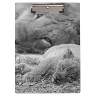 Carpeta De Pinza León Cub lindo que descansa con el padre