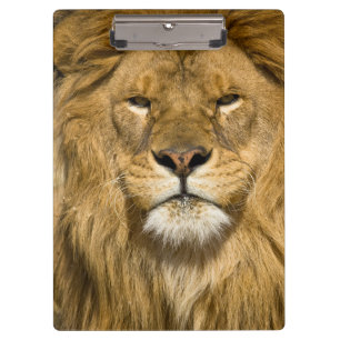 Carpeta De Pinza León de Berbería africano, Panthera leo leo, uno d