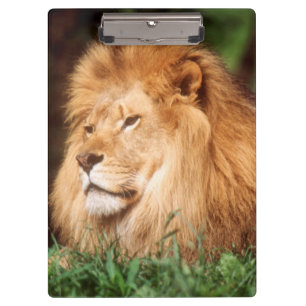Carpeta De Pinza León macho adulto