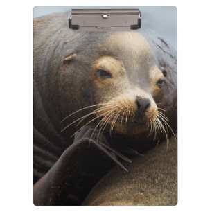 Carpeta De Pinza León Marino de California Descansando