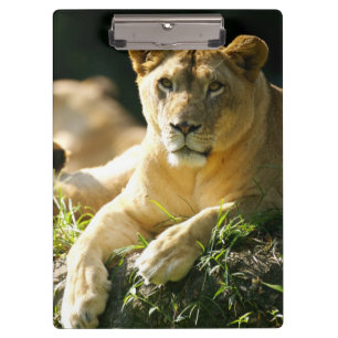 Carpeta De Pinza Leones
