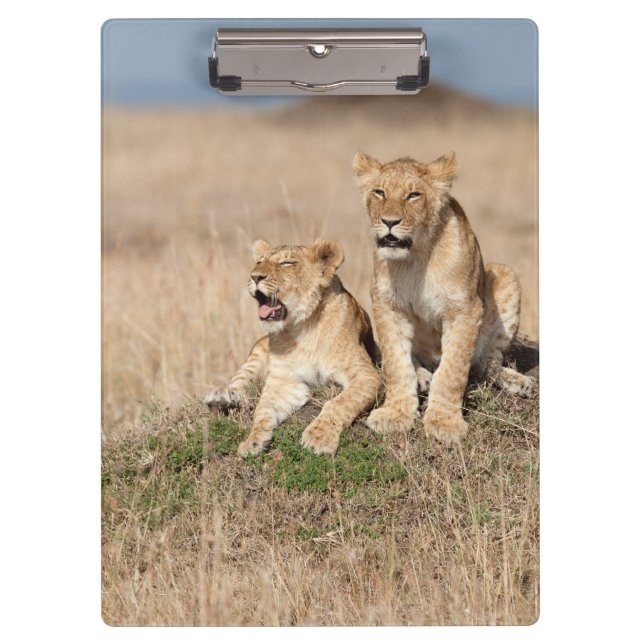 Carpeta De Pinza Leones jóvenes (Anverso)