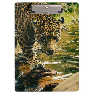 Carpeta De Pinza Leopard cruzando una fotografía de streaming