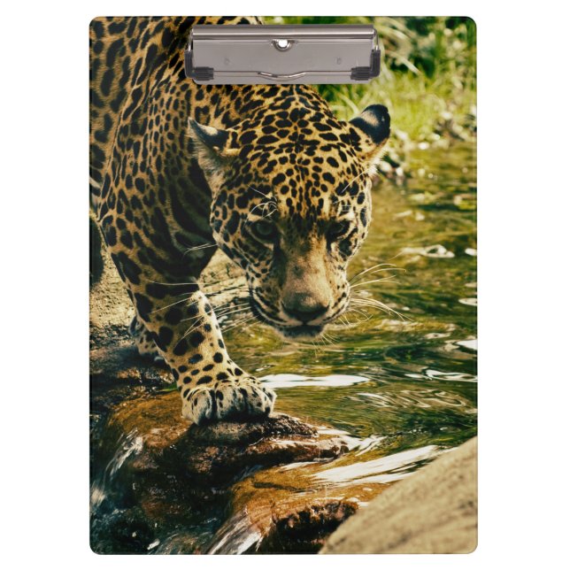 Carpeta De Pinza Leopard cruzando una fotografía de streaming (Anverso)