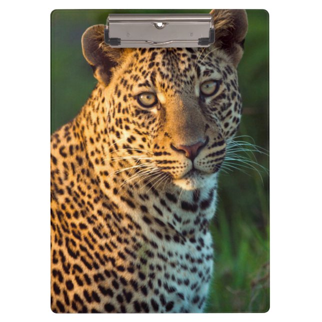Carpeta De Pinza Leopardo Masculino (Panthera Pardus) Cubo de creci (Anverso)