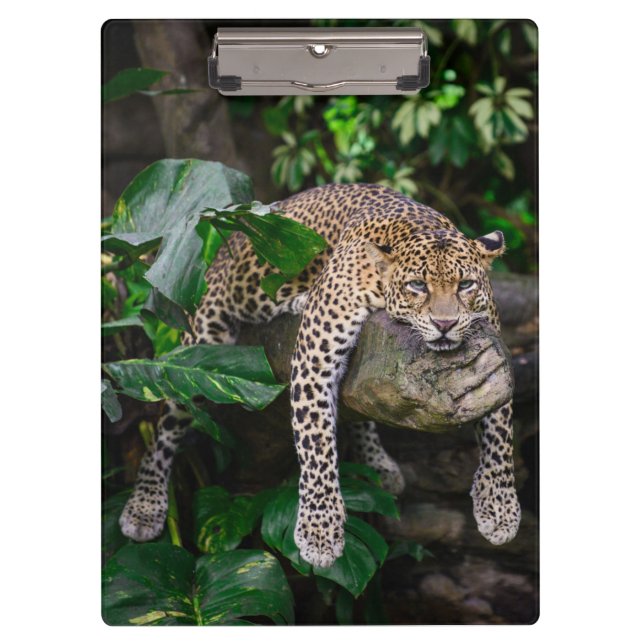 Carpeta De Pinza Leopardo perezoso (Anverso)