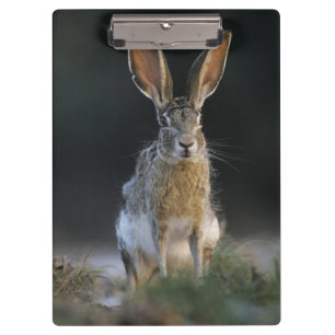 Carpeta De Pinza Liebre de cola negra, Lepus californicus, 2