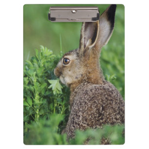 Carpeta De Pinza Liebre europea, Lepus europaeus, joven comiendo,