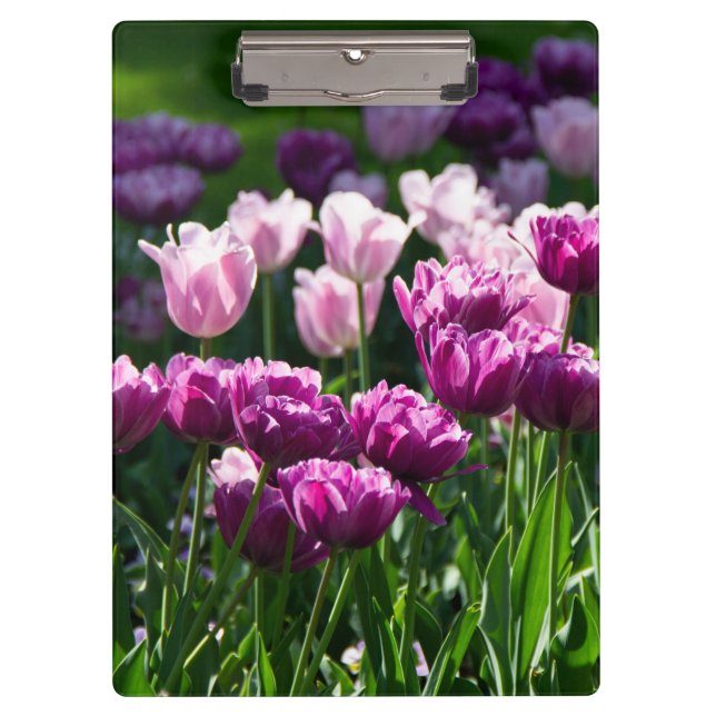 Carpeta De Pinza Lílago brillante y tulipanes rosados en un día sol (Anverso)