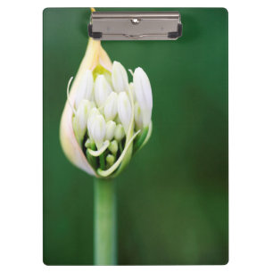 Carpeta De Pinza Lily africana, Agapanthus Praecox, Ciudad del Cabo