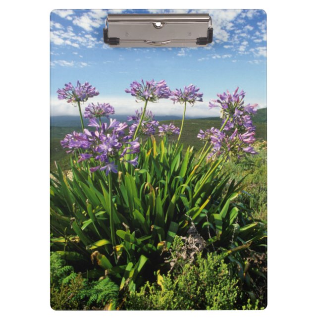 Carpeta De Pinza Lily africana (Agapanthus praecox), Mossel Bay (Anverso)