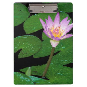 Carpeta De Pinza Lirio de Agua Azul del Cabo (Nymphaea Capensis)
