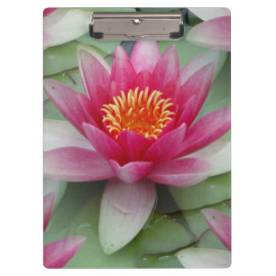 Carpeta De Pinza Lirio de agua de Lotus rosa