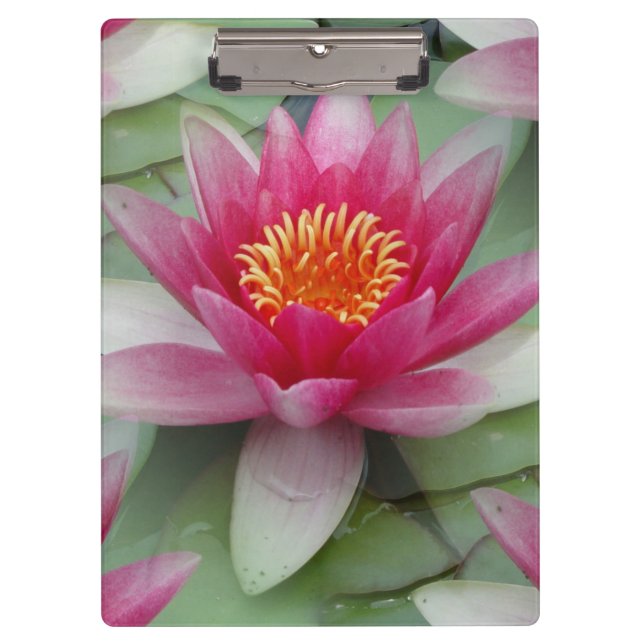 Carpeta De Pinza Lirio de agua de Lotus rosa (Anverso)