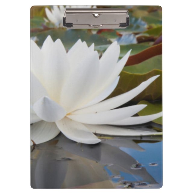 Carpeta De Pinza Lirio De Agua Fragrante (Nymphaea Odorata) En Cadd (Anverso)