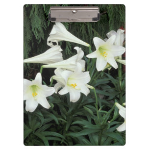 Carpeta De Pinza Lirio de Pascua (Lilium regale)