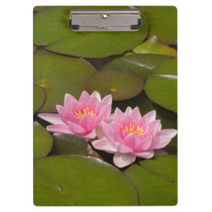 Carpeta De Pinza Lirios de agua en flor