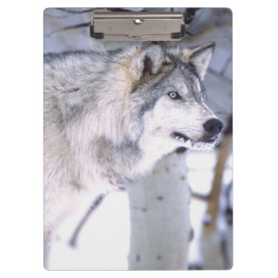 Carpeta De Pinza Lobo de la madera, Canis lupus, película Animal Ut