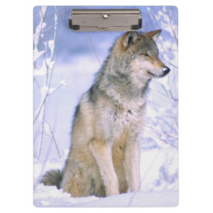 Carpeta De Pinza Lobo de madera que se sienta en la nieve, lupus de