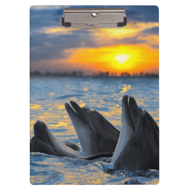 Carpeta De Pinza Los delfínes botella-sospechados en luz de la (Anverso)