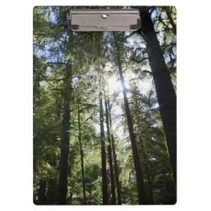 Carpeta De Pinza Luz solar a través de pinos