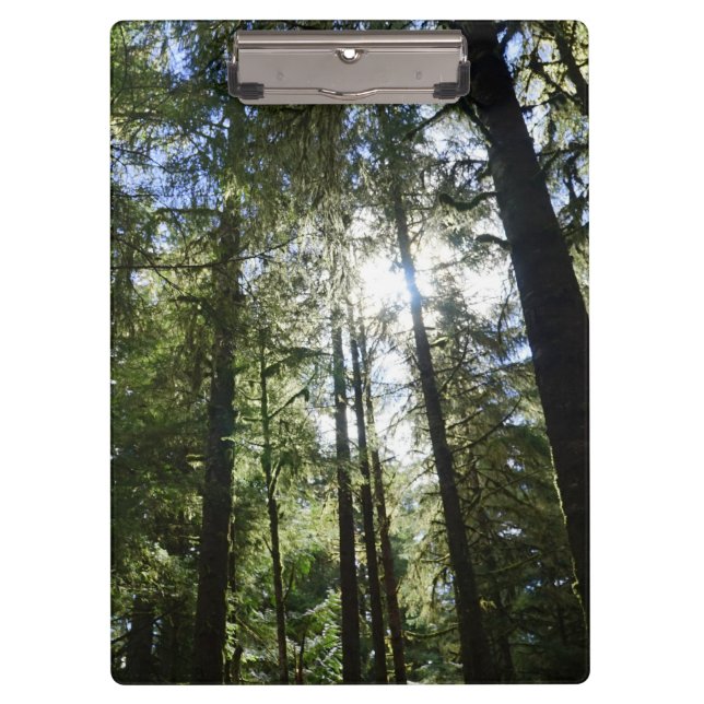 Carpeta De Pinza Luz solar a través de pinos (Anverso)