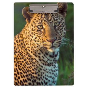 Carpeta De Pinza Macho Leopardo (Panthera Pardus) Cachorro Adulto