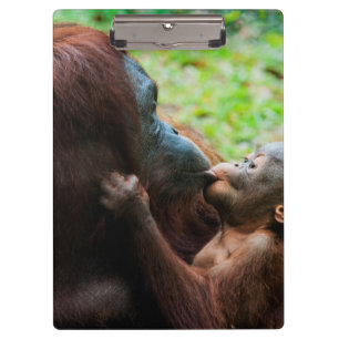 Carpeta De Pinza Madre de orangután y bebé