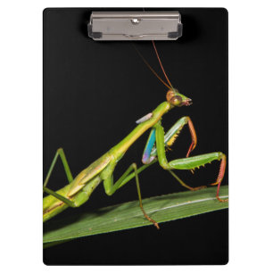 Carpeta De Pinza Mantis religiosa, Odzala, Parque Nacional de Kokou