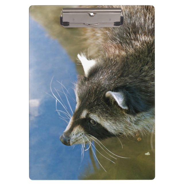 Carpeta De Pinza Mapache (Anverso)