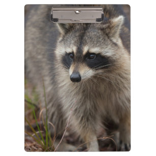 Carpeta De Pinza Mapache, Procyon lotor, Florida