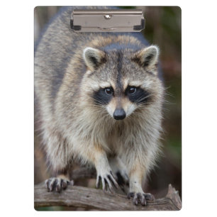 Carpeta De Pinza Mapache, Procyon lotor, Florida, EE. UU. 2